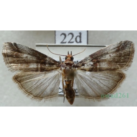 Acrobasis advenella (Zincken, 1818) Czech22d